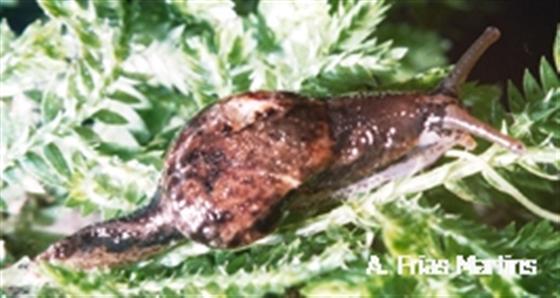 Azorivitrina brumalis (Morelet, 1860)